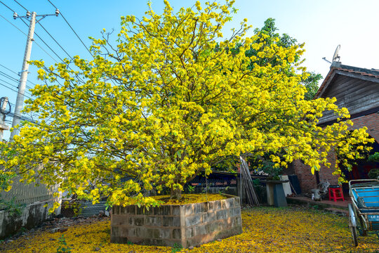 Apricot tree flower blooming early sunshine in countryside. This is  largest tree in Vietnam with height over 4 meters and canopy of over 5 meters, symbol lunar new year of Vietnamese.