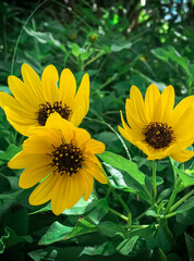 yellow flower in the garden