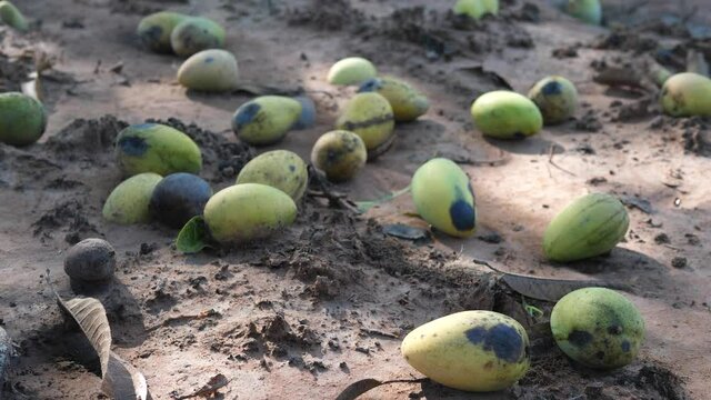  Rotten mangoes on the ground,rot mango fruit,the damage of agriculture.