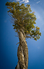 Twisted tree  in patagonia forest during summer