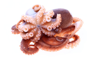 Octopus on a white background