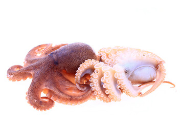 Octopus on a white background