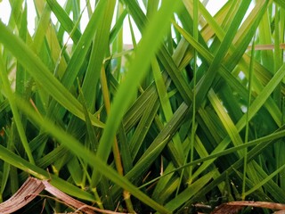 green grass with dew