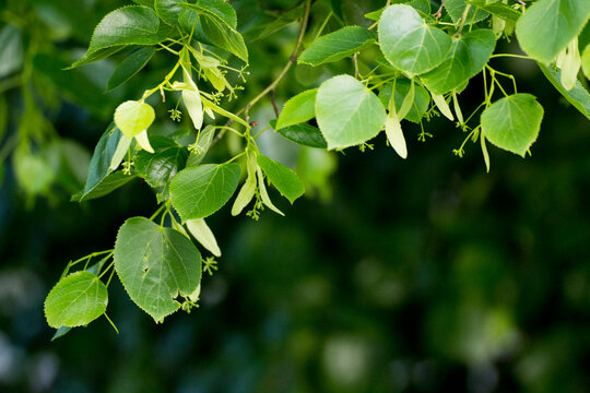 green linden leaves with linden flowers against the backdrop of green nature