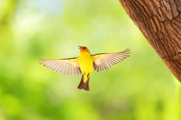 Tuinposter Western Tanager Piranga ludoviciana male in Flight © Tom