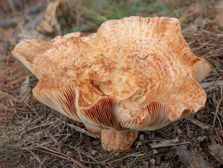 Lactarius deliciosus fungi (Saffron Milk Cap) growing in a pine forest - Victoria, Australia