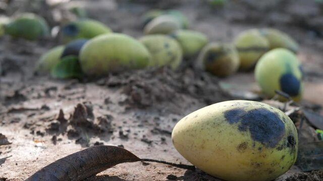 Rotten mangoes on the ground,rot mango fruit,the damage of agriculture.
