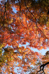 京都金福寺の紅葉風景