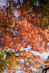 京都金福寺の紅葉風景