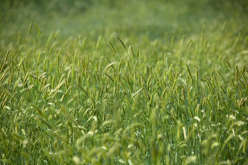 Green grass in the field. Spikelets of rye in the wind
