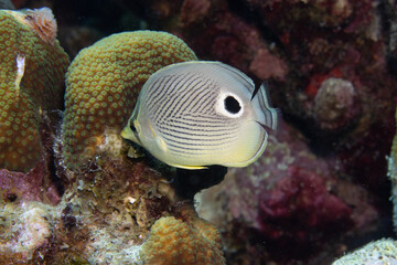 Naklejka na ściany i meble Foureye Butterflyfish on Caribbean Coral Reef