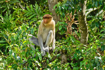 Male proboscis (long-nosed) monkey sitting in tree, Sabah (Borneo), Malaysia