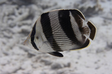 Banded Butterflyfish on Caribbean Coral Reef