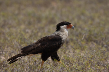 Crested caracara on Caribbean Island