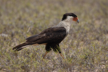Crested caracara on Caribbean Island