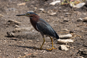 Green Heron on Caribbean Island