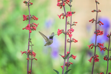 Black-chinned Hummingbird Archilocus alexandri Feeding on a Penstemon Flower 