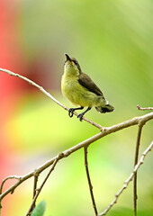 A female sunbird.