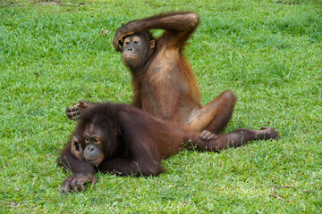 Young Bornean orangutans "practicing sex" at Sepilok Orang Utan Rehabilitation Centre, Sandakan, Sabah (Borneo), Malaysia