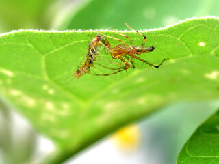 Biological pest control. A spider catching a caterpillar of an insect pest.
