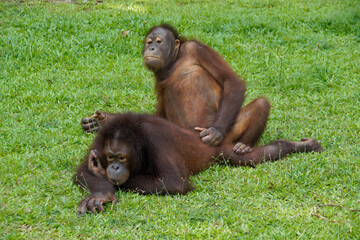 Young Bornean orangutans "practicing sex" at Sepilok Orang Utan Rehabilitation Centre, Sandakan, Sabah (Borneo), Malaysia © Michele Burgess