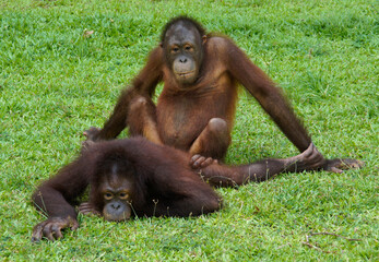 Young Bornean orangutans "practicing sex" at Sepilok Orang Utan Rehabilitation Centre, Sandakan, Sabah (Borneo), Malaysia © Michele Burgess
