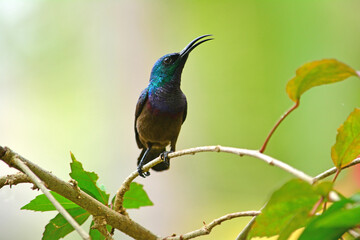 A brightly colored male sunbird (Cinnyris)