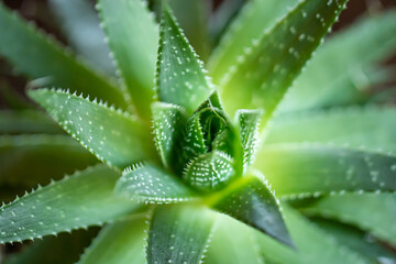Aloe vera plant close-up - obrazy, fototapety, plakaty