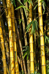 Obraz premium Bamboo in late-afternoon light