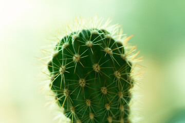 cactus plant macro close-up shot