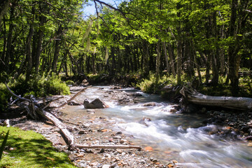 River in the forest, in Chubut, Patagonia Argentina