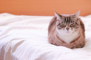 香箱座りで寝る可愛いトラ猫