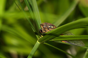 Cicada fly on leaf