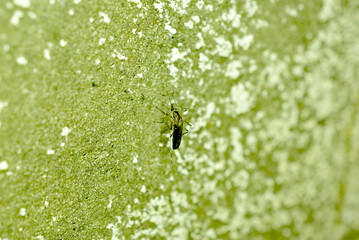 A hungry dark-colored mosquito sits on a gray wall.