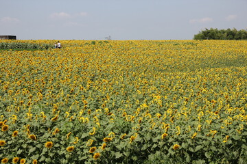 Fototapeta premium ひまわり畑