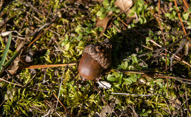Acorn