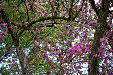 Crab Apple Blossoms