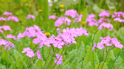 Beautiful summer, sunny flower lawn background with purple flowers.