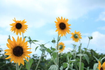 Fototapeta premium ヒマワリの花と夏の空