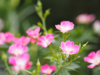 Pink Rose flower blooming in garden blurred of nature background