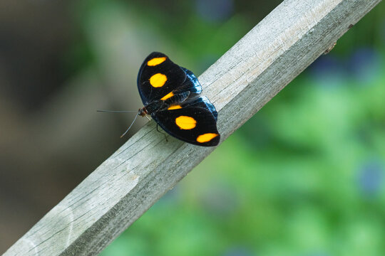 Blue-frosted banner Butterfly (Catonephele numilia,  blue-frosted Catone, Grecian shoemaker, stoplight Catone, Nymphalidae) 