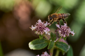 bee on a flower