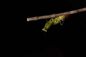 Green Mantis