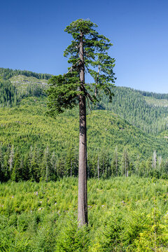 Old Growth Forest on Vancouver Island