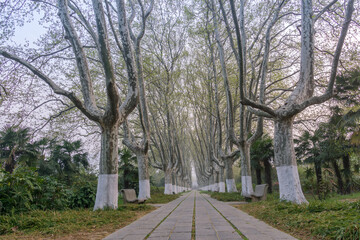 Ming Xiaoling scenic spot in Nanjing, China, with cherry blossoms in full bloom in spring.