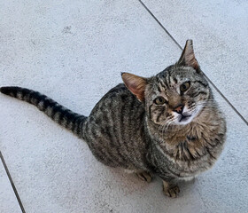 a stray cat. a stray cat on the street. a stray cat sleeps on the street. cats in Cyprus. cats in Ayia Napa.