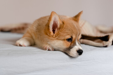 Pembroke Welsh  Cute little sleepy Corgi puppy is lying on the couch. Top horizontal view copyspace  pet taking care and adoption concept. Beautiful fluffy and furry puppy.