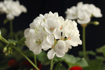 Fototapeta premium Large flowers of white pelargonium. Geranium. Floriculture. Home flowers.