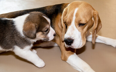 A cute 3 week old Beagle puppy with its mother
