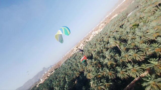 Powered paragliding or parachute with a pilot with Oman flag in alHamra, al dakhiliyah, Oman. Above old houses and farms with Palm trees.
